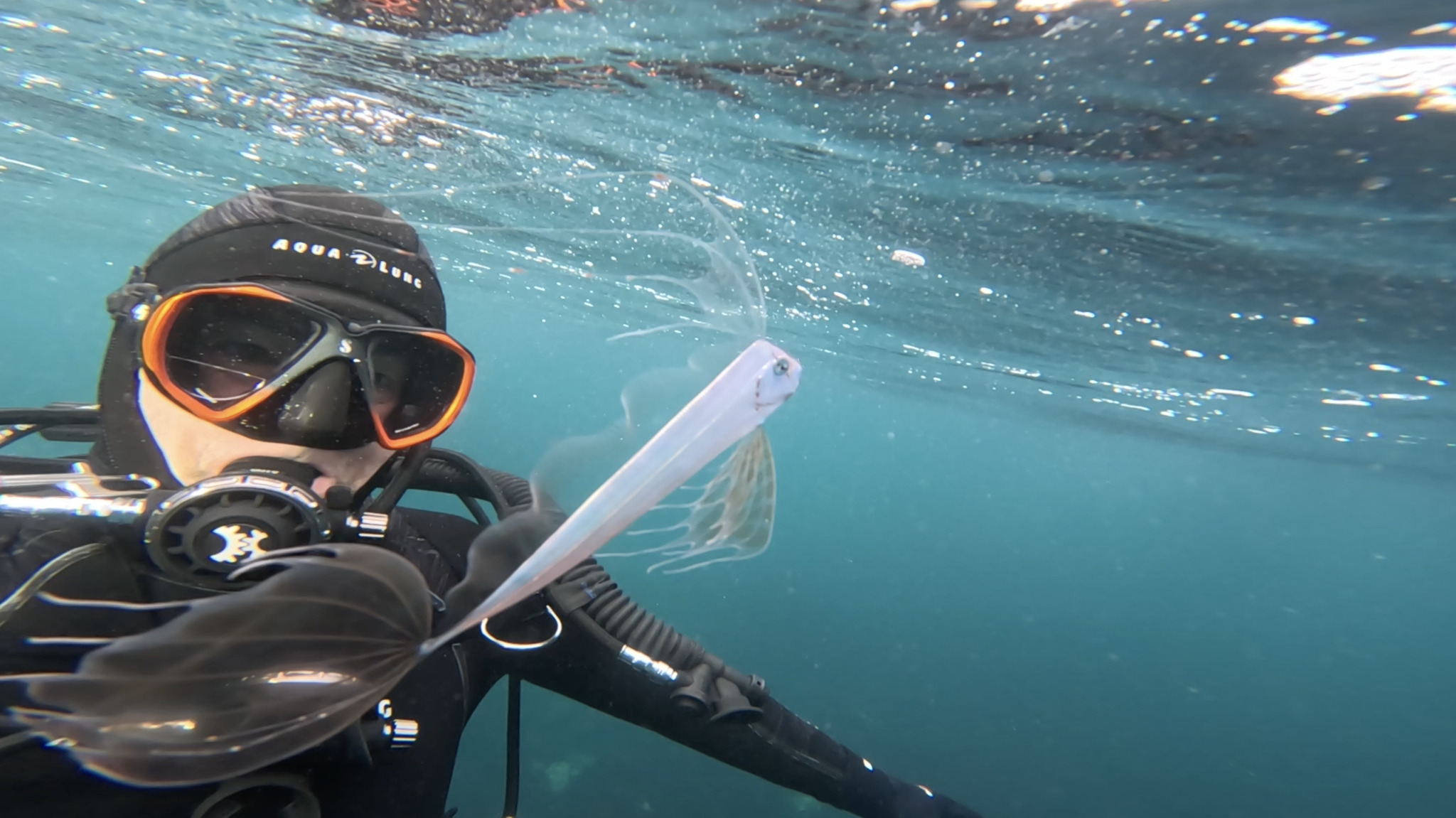 diver swimming alongside a King-of-the-salmon (Trachipterus altivelis)